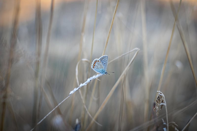 Butterfly Image